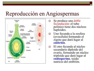 Reproducción en Angiospermas
 Se produce una doble
fecundación: el tubo
polínico tiene dos núcleos
haploides.
 Uno fecunda a la oosfera
(ovocélula) formando el
zigoto que dará lugar al
embrión.
 El otro fecunda al núcleo
secundario diploide del
ovario, formando un núcleo
triploide que dará lugar al
endospermo, tejido
nutricio del embrión.
 