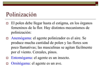 Polinización
 El polen debe llegar hasta el estigma, en los órganos
femeninos de la flor. Hay distintos mecanismos de
polinización:
 Anemógama: el agente polinizador es el aire. Se
produce mucha cantidad de polen y las flores son
poco llamativas; las masculinas se agitan fácilmente
por el viento. Cereales, pinos.
 Entomógama: el agente es un insecto.
 Ornitógama: el agente es un ave.
 
