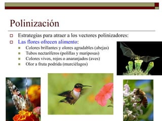 Polinización
 Estrategias para atraer a los vectores polinizadores:
 Las flores ofrecen alimento:
 Colores brillantes y olores agradables (abejas)
 Tubos nectaríferos (polillas y mariposas)
 Colores vivos, rojos o anaranjados (aves)
 Olor a fruta podrida (murciélagos)
 