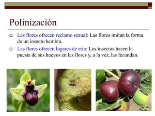Polinización
 Las flores ofrecen reclamo sexual: Las flores imitan la forma
de un insecto hembra.
 Las flores ofrecen lugares de cría: Los insectos hacen la
puesta de sus huevos en las flores y, a la vez, las fecundan.
 