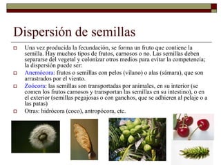 Dispersión de semillas
 Una vez producida la fecundación, se forma un fruto que contiene la
semilla. Hay muchos tipos de frutos, carnosos o no. Las semillas deben
separarse del vegetal y colonizar otros medios para evitar la competencia;
la dispersión puede ser:
 Anemócora: frutos o semillas con pelos (vilano) o alas (sámara), que son
arrastrados por el viento.
 Zoócora: las semillas son transportadas por animales, en su interior (se
comen los frutos carnosos y transportan las semillas en su intestino), o en
el exterior (semillas pegajosas o con ganchos, que se adhieren al pelaje o a
las patas)
 Otras: hidrócora (coco), antropócora, etc.
 