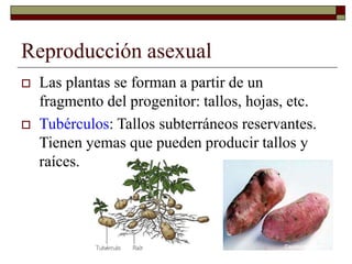 Reproducción asexual
 Las plantas se forman a partir de un
fragmento del progenitor: tallos, hojas, etc.
 Tubérculos: Tallos subterráneos reservantes.
Tienen yemas que pueden producir tallos y
raíces.
 