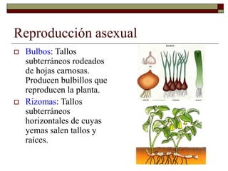 Reproducción asexual
 Bulbos: Tallos
subterráneos rodeados
de hojas carnosas.
Producen bulbillos que
reproducen la planta.
 Rizomas: Tallos
subterráneos
horizontales de cuyas
yemas salen tallos y
raíces.
 
