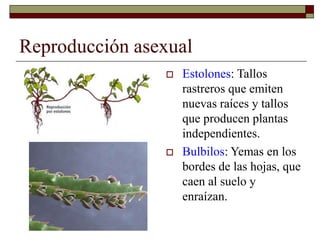Reproducción asexual
 Estolones: Tallos
rastreros que emiten
nuevas raíces y tallos
que producen plantas
independientes.
 Bulbilos: Yemas en los
bordes de las hojas, que
caen al suelo y
enraízan.
 