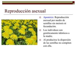 Reproducción asexual
 Apomixis: Reproducción
asexual por medio de
semillas sin meiosis ni
fecundación.
 Los individuos son
genéticamente idénticos a
la madre.
 Al producirse la dispersión
de las semillas no compiten
con ella.
 