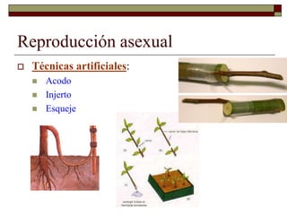 Reproducción asexual
 Técnicas artificiales:
 Acodo
 Injerto
 Esqueje
 