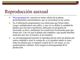 Reproducción asexual
 Micropropagación: consiste en tomar células de la planta,
preferiblemente meristemáticas, que se encuentran en las yemas.
 En el laboratorio programamos esa célula para que forme tallos.
Luego, multiplicamos esos tallos, y una vez se define la cantidad de
plantas que necesita el productor, aplicamos un programa de
enraizado, es decir, cambiamos las condiciones hormonales para que
forme raíz. Una vez que la planta está completa y que puede absorber
nutrientes por raíz, la traemos al invernadero.
 La micropropagación permite la reproducción de miles de plantas por
metro cuadrado y tiene la ventaja de, si el ejemplar madre es sano,
todas las plantas que se originen a partir de él, son sanas, ya son
genéticamente similares. Esto asegura la homogeneidad de la
producción.
 