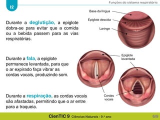 Funções do sistema respiratório
I2
CienTIC 9 Ciências Naturais - 9.o ano
Durante a deglutição, a epiglote
dobra-se para evitar que a comida
ou a bebida passem para as vias
respiratórias.
Base da língua
Epiglote descida
Laringe
Epiglote
levantada
Cordas
vocais
Durante a fala, a epiglote
permanece levantada, para que
o ar expirado faça vibrar as
cordas vocais, produzindo som.
Durante a respiração, as cordas vocais
são afastadas, permitindo que o ar entre
para a traqueia.
6/9
 