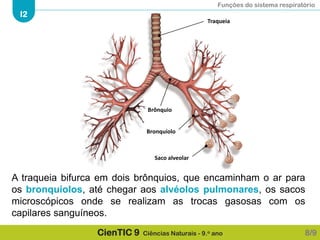 Funções do sistema respiratório
I2
CienTIC 9 Ciências Naturais - 9.o ano
Traqueia
Brônquio
Bronquíolo
Saco alveolar
A traqueia bifurca em dois brônquios, que encaminham o ar para
os bronquíolos, até chegar aos alvéolos pulmonares, os sacos
microscópicos onde se realizam as trocas gasosas com os
capilares sanguíneos.
8/9
 