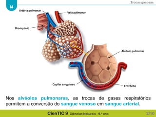Trocas gasosas
I4
CienTIC 9 Ciências Naturais - 9.o ano
Artéria pulmonar
Veia pulmonar
Bronquíolo
Alvéolo pulmonar
Capilar sanguíneo
Eritrócito
Nos alvéolos pulmonares, as trocas de gases respiratórios
permitem a conversão do sangue venoso em sangue arterial.
2/10
 
