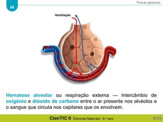 Trocas gasosas
I4
CienTIC 9 Ciências Naturais - 9.o ano
Hematose alveolar ou respiração externa — Intercâmbio de
oxigénio e dióxido de carbono entre o ar presente nos alvéolos e
o sangue que circula nos capilares que os envolvem.
3/10
Ventilação
 