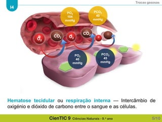 Trocas gasosas
I4
CienTIC 9 Ciências Naturais - 9.o ano
O2
CO2 O2
CO2
PCO2
40
mmHg
PO2
104
mmHg
PCO2
45
mmHg
PO2
40
mmHg
Hematose tecidular ou respiração interna — Intercâmbio de
oxigénio e dióxido de carbono entre o sangue e as células.
5/10
 