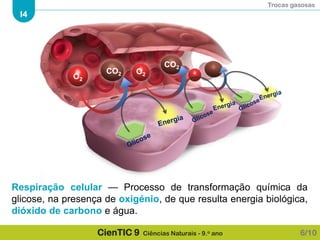 Trocas gasosas
I4
CienTIC 9 Ciências Naturais - 9.o ano
Respiração celular — Processo de transformação química da
glicose, na presença de oxigénio, de que resulta energia biológica,
dióxido de carbono e água.
O2
CO2 O2
CO2
6/10
 
