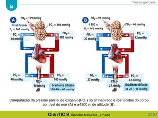Trocas gasosas
I4
CienTIC 9 Ciências Naturais - 9.o ano
Comparação da pressão parcial de oxigénio (PO2) no ar inspirado e nos tecidos do corpo
ao nível do mar (A) e a 4300 m de altitude (B).
8/10
 