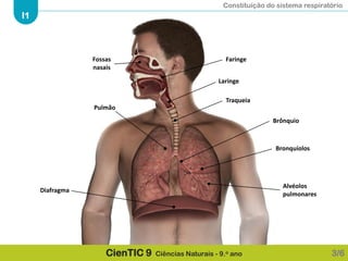 Constituição do sistema respiratório
I1
CienTIC 9 Ciências Naturais - 9.o ano
Fossas
nasais
Faringe
Laringe
Traqueia
Pulmão
Brônquio
Bronquíolos
Alvéolos
pulmonares
Diafragma
3/6
 