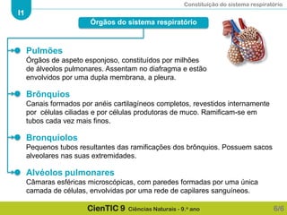 Constituição do sistema respiratório
I1
CienTIC 9 Ciências Naturais - 9.o ano
Pulmões
Órgãos de aspeto esponjoso, constituídos por milhões
de álveolos pulmonares. Assentam no diafragma e estão
envolvidos por uma dupla membrana, a pleura.
Brônquios
Canais formados por anéis cartilagíneos completos, revestidos internamente
por células ciliadas e por células produtoras de muco. Ramificam-se em
tubos cada vez mais finos.
Bronquíolos
Pequenos tubos resultantes das ramificações dos brônquios. Possuem sacos
alveolares nas suas extremidades.
Alvéolos pulmonares
Câmaras esféricas microscópicas, com paredes formadas por uma única
camada de células, envolvidas por uma rede de capilares sanguíneos.
Órgãos do sistema respiratório
6/6
 
