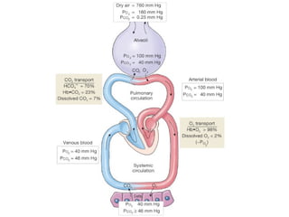 #12 Respiratory Physiology.pptx respiratory physiology presentation | PPTX