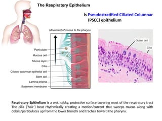 Pscc Epithelim #12 Respiratory Physiology.pptx respiratory physiology presentation | PPTX