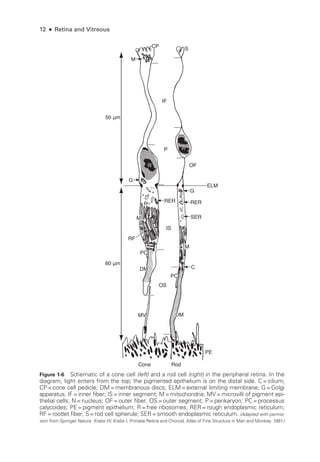 12 ● Retina and Vitreous
PE
Cone Rod
60 μm
OS
C
IS
SER
DM
MV DM
CP
PC
PC
RF
RER RER
ELM
OF
P
IF
N
N
R
G
G
S
M
M
M
50 μm
Figure 1-6 Schematic of a cone cell (left) and a rod cell (right) in the peripheral ret­
ina. In the
diagram, light enters from the top; the pigmented epithelium is on the distal side. C=cilium;
CP=cone cell pedicle; DM=membranous discs; ELM=external limiting membrane; G=Golgi
apparatus; IF=inner fiber; IS=inner segment; M=mitochondria; MV=microvilli of pigment epi-
thelial cells; N=nucleus; OF=outer fiber; OS=outer segment; P=perikaryon; PC=pro­cessus
calycoides; PE=pigment epithelium; R= ­
free ribosomes; RER=rough endoplasmic reticulum;
RF=rootlet fiber; S=rod cell spherule; SER=smooth endoplasmic reticulum. (Adapted with permis-
sion from Springer Nature. Krebs W, Krebs I. Primate Ret­
ina and Choroid. Atlas of Fine Structure in Man and Monkey. 1991.)
 