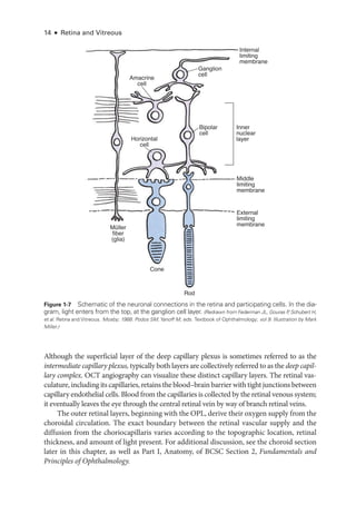 14 ● Retina and Vitreous
Although the superficial layer of the deep capillary plexus is sometimes referred to as the
intermediate capillary plexus, typically both layers are collectively referred to as the deep capil-
lary complex. OCT angiography can visualize ­
these distinct capillary layers. The ret­
i­
nal vas-
culature, including its capillaries, retains the blood–­brain barrier with tight junctions between
capillary endothelial cells. Blood from the capillaries is collected by the ret­i­nal venous system;
it eventually leaves the eye through the central ret­
i­
nal vein by way of branch ret­
i­
nal veins.
The outer ret­
i­
nal layers, beginning with the OPL, derive their oxygen supply from the
choroidal circulation. The exact boundary between the ret­
i­
nal vascular supply and the
diffusion from the choriocapillaris varies according to the topographic location, ret­
i­
nal
thickness, and amount of light pre­
sent. For additional discussion, see the choroid section
­
later in this chapter, as well as Part I, Anatomy, of BCSC Section 2, Fundamentals and
Princi­
ples of Ophthalmology.
Internal
limiting
membrane
Rod
External
limiting
membrane
Middle
limiting
membrane
Ganglion
cell
Bipolar
cell
Horizontal
cell
Cone
Müller
fiber
(glia)
Inner
nuclear
layer
Amacrine
cell
Figure 1-7 Schematic of the neuronal connections in the ret­
ina and participating cells. In the dia-
gram, light enters from the top, at the ganglion cell layer. (Redrawn from Federman JL, Gouras P
, Schubert H,
et al. Ret­ina and Vitreous. Mosby; 1988. Podos SM,Yanoff M, eds. Textbook of Ophthalmology; vol 9. Illustration by Mark
Miller.)
 