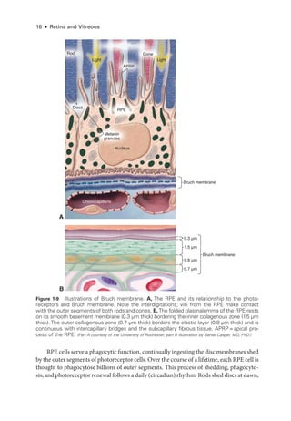 16 ● Retina and Vitreous
Figure 1-9 Illustrations of Bruch membrane. A, The RPE and its relationship to the photo­
receptors and Bruch membrane. Note the interdigitations; villi from the RPE make contact
with the outer segments of both rods and cones. B,The folded plasmalemma of the RPE rests
on its smooth basement membrane (0.3 μm thick) bordering the inner collagenous zone (1.5 μm
thick). The outer collagenous zone (0.7 μm thick) borders the elastic layer (0.8 μm thick) and is
continuous with intercapillary bridges and the subcapillary fibrous tissue. APRP = apical pro­
cess of the RPE. (Part A courtesy of the University of Rochester; part B illustration by Daniel Casper, MD, PhD.)
0.7 μm
1.5 μm
0.8 μm
0.3 μm
Bruch membrane
B
Bruch membrane
A
Rod
Nucleus
RPE
APRP
Choriocapillaris
Melanin
granules
Light
Cone
Light
Discs
RPE cells serve a phagocytic function, continually ingesting the disc membranes shed
by the outer segments of photoreceptor cells. Over the course of a lifetime, each RPE cell is
thought to phagocytose billions of outer segments. This pro­
cess of shedding, phagocyto-
sis, and photoreceptor renewal follows a daily (circadian) rhythm. Rods shed discs at dawn,
 