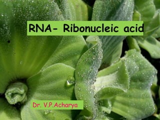 RNA- Ribonucleic acid
Dr. V.P.Acharya
 