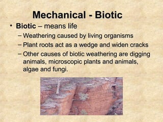 Mechanical - Biotic
• Biotic – means life
– Weathering caused by living organisms
– Plant roots act as a wedge and widen cracks
– Other causes of biotic weathering are digging
animals, microscopic plants and animals,
algae and fungi.

 