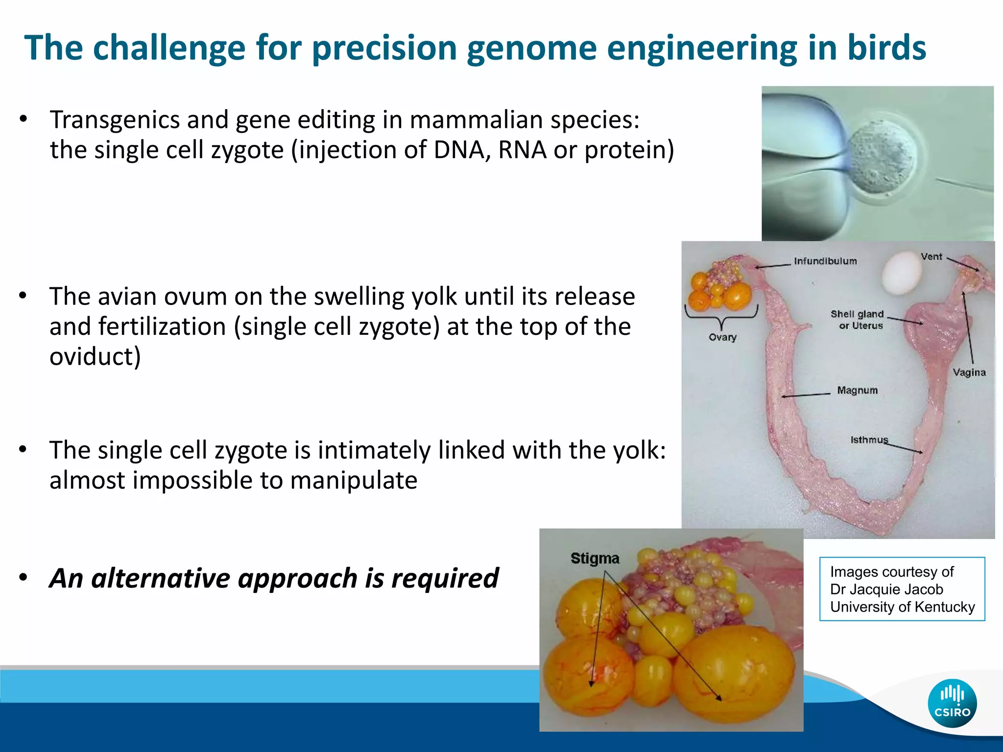 Genome Editing in Poultry - Mark Tizard | PPTX