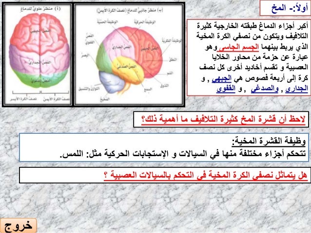 وظيفة الحبل الشوكي