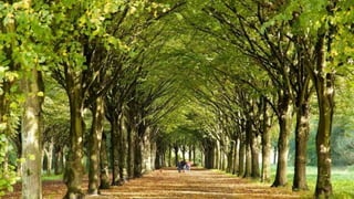 VAN 8 MLN NAAR 1 MILJOEN AUTO’S IN NEDERLAND IN 2030
Autodelen als CO2 verlager
De negatieve impact van auto’s is te groot op ons milieu en de maatschappij.
MyWheels werkt al sinds 1993 aan de bewustwording van de impact van autobezit
en het activeren van autodelen.
IMPACT 2018
De CO2 reductie van het autodelen via MyWheels.nl staat gelijk aan 1,13 miljoen
bomen en bijna 16.000 auto’s .*
2030
Visie van 8 naar 1 miljoen auto’s in NL door autodelen
Resultaat een CO2- reductie van 2 x het totaal aantal bomen NL
*1 deelautobespaart gemiddeld6 auto’sen compenseert425 bomen (CO2 reductie)
 