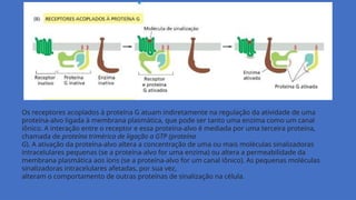 Os receptores acoplados à proteína G atuam indiretamente na regulação da atividade de uma
proteína-alvo ligada à membrana plasmática, que pode ser tanto uma enzima como um canal
iônico. A interação entre o receptor e essa proteína-alvo é mediada por uma terceira proteína,
chamada de proteína trimérica de ligação a GTP (proteína
G). A ativação da proteína-alvo altera a concentração de uma ou mais moléculas sinalizadoras
intracelulares pequenas (se a proteína-alvo for uma enzima) ou altera a permeabilidade da
membrana plasmática aos íons (se a proteína-alvo for um canal iônico). As pequenas moléculas
sinalizadoras intracelulares afetadas, por sua vez,
alteram o comportamento de outras proteínas de sinalização na célula.
 