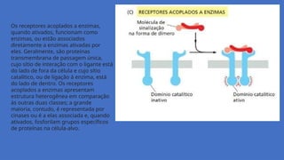 Os receptores acoplados a enzimas,
quando ativados, funcionam como
enzimas, ou estão associados
diretamente a enzimas ativadas por
eles. Geralmente, são proteínas
transmembrana de passagem única,
cujo sítio de interação com o ligante está
do lado de fora da célula e cujo sítio
catalítico, ou de ligação à enzima, está
do lado de dentro. Os receptores
acoplados a enzimas apresentam
estrutura heterogênea em comparação
às outras duas classes; a grande
maioria, contudo, é representada por
cinases ou é a elas associada e, quando
ativados, fosforilam grupos específicos
de proteínas na célula-alvo.
 