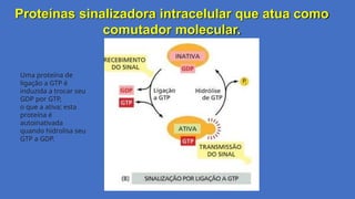 Proteínas sinalizadora intracelular que atua como
comutador molecular.
Uma proteína de
ligação a GTP é
induzida a trocar seu
GDP por GTP,
o que a ativa; esta
proteína é
autoinativada
quando hidrolisa seu
GTP a GDP.
 