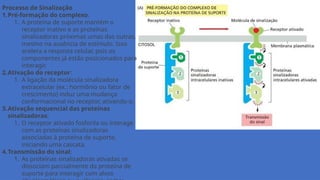 Processo de Sinalização
1.Pré-formação do complexo:
1. A proteína de suporte mantém o
receptor inativo e as proteínas
sinalizadoras próximas umas das outras,
mesmo na ausência de estímulo. Isso
acelera a resposta celular, pois os
componentes já estão posicionados para
interagir.
2.Ativação do receptor:
1. A ligação da molécula sinalizadora
extracelular (ex.: hormônio ou fator de
crescimento) induz uma mudança
conformacional no receptor, ativando-o.
3.Ativação sequencial das proteínas
sinalizadoras:
1. O receptor ativado fosforila ou interage
com as proteínas sinalizadoras
associadas à proteína de suporte,
iniciando uma cascata.
4.Transmissão do sinal:
1. As proteínas sinalizadoras ativadas se
dissociam parcialmente da proteína de
suporte para interagir com alvos
 