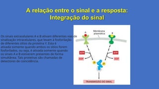 A relação entre o sinal e a resposta:
Integração do sinal
Os sinais extracelulares A e B ativam diferentes vias de
sinalização intracelulares, que levam à fosforilação
de diferentes sítios da proteína Y. Esta é
ativada somente quando ambos os sítios forem
fosforilados, ou seja, é ativada somente quando
os sinais A e B estiverem presentes de forma
simultânea. Tais proteínas são chamadas de
detectores de coincidência.
 
