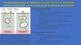 Formas pelas quais as células-alvo podem se tornar adaptadas
(dessensibilizadas) a uma molécula de sinalização extracelular.
Mecanismos de dessensibilização celular,
são mecanismos pelos quais as células
reduzem ou interrompem sua resposta a
uma molécula de sinalização extracelular
após exposição prolongada ou repetida.
Esses processos evitam hiperatividade e
1.Sequestro do Receptor:
1. Processo:
1. Após a ativação, os receptores (ex.: GPCRs,
receptores tirosina-quinase)
são internalizados via endocitose mediada por
clatrina.
2. São transportados para endossomos e,
posteriormente, para lisossomos, onde são
degradados.
2. Efeito: Reduz o número de receptores disponíveis
na membrana plasmática, diminuindo a
sensibilidade celular ao sinal.
2.Retrorregulação do Receptor:
1. Processo:
1. Feedback negativo: A ativação do receptor
desencadeia vias que suprimem sua própria
atividade.
2. Efeito: Interrompe a sinalização mesmo na
presença contínua do ligante.
 