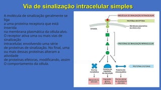 Via de sinalização intracelular simples
Gláucia Ma2rques
A molécula de sinalização geralmente se
liga
a uma proteína receptora que está
inserida
na membrana plasmática da célula-alvo.
O receptor ativa uma ou mais vias de
sinalização
intracelular, envolvendo uma série
de proteínas de sinalização. No final, uma
ou mais dessas proteínas alteram a
atividade
de proteínas efetoras, modificando, assim
O comportamento da célula.
 