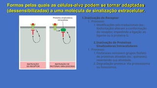 Formas pelas quais as células-alvo podem se tornar adaptadas
(dessensibilizadas) a uma molécula de sinalização extracelular.
1.Inativação do Receptor:
1. Processo:
1. Modificações pós-traducionais (ex.:
fosforilação) alteram a conformação
do receptor, impedindo a ligação ao
ligante ou à proteína G.
2.Inativação de Proteínas
Sinalizadoras Intracelulares:
1. Processo:
1. Fosfatases removem grupos fosfato
de proteínas ativadas (ex.: quinases),
revertendo sua atividade.
2. Degradação proteica: Via proteassoma
ou lisossomos.
 