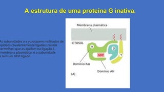 A estrutura de uma proteína G inativa.
As subunidades a e y possuem moléculas de
lipídeos covalentemente ligadas (caudas
vermelhas) que as ajudam na ligação à
membrana plasmática, e a subunidade
a tem um GDP ligado.
 