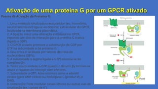 Ativação de uma proteína G por um GPCR ativado
Passos da Ativação da Proteína G:
1. Uma molécula sinalizadora extracelular (ex.: hormônio,
neurotransmissor) liga-se ao domínio extracelular do GPCR,
localizado na membrana plasmática.
2. A ligação induz uma alteração estrutural no GPCR,
expondo um sítio de interação para a proteína G inativa
(ligada a GDP).
3. O GPCR ativado promove a substituição de GDP por
GTP na subunidade α da proteína G.
4. Essa troca é facilitada por fatores de troca de
nucleotídeos (GEFs).
5. A subunidade α (agora ligada a GTP) dissocia-se do
complexo βγ.
6. Tanto a subunidade α-GTP quanto o dímero βγ tornam-se
ativos e capazes de interagir com efetores.
7. Subunidade α-GTP: Ativa enzimas como a adenilil
ciclase (gera AMP cíclico) ou fosfolipase C (produz IP₃ e
DAG).
8. Dímero βγ: Pode modular canais iônicos ou outras vias de
sinalização (ex.: canais de K⁺).
 