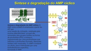 Síntese e degradação do AMP cíclico
Síntese e degradação do AMP cíclico: O
AMP cíclico (cAMP) é sintetizado a partir do
ATP por
uma reação de ciclização, catalisada pela
enzima adenililciclase, na qual são
removidos dois grupos fosfato na forma
de pirofosfato (PPi); a síntese é
impulsionada por uma pirofosfatase que
hidrolisa o pirofosfato formado, liberando
fosfato (não mostrado). O cAMP é instável
na célula, pois é hidrolisado por uma
fosfodiesterase específica,
formando 5’-AMP.
 