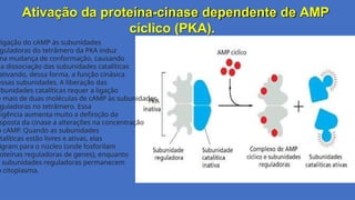 Ativação da proteína-cinase dependente de AMP
cíclico (PKA).
ligação do cAMP às subunidades
guladoras do tetrâmero da PKA induz
ma mudança de conformação, causando
ua dissociação das subunidades catalíticas
ativando, dessa forma, a função cinásica
essas subunidades. A liberação das
ubunidades catalíticas requer a ligação
e mais de duas moléculas de cAMP às subunidades
guladoras no tetrâmero. Essa
xigência aumenta muito a definição da
sposta da cinase a alterações na concentração
o cAMP. Quando as subunidades
atalíticas estão livres e ativas, elas
igram para o núcleo (onde fosforilam
roteínas reguladoras de genes), enquanto
s subunidades reguladoras permanecem
o citoplasma.
 