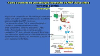 Como o aumento na concentração intracelular de AMP cíclico altera
a
transcrição gênica.
A ligação de uma molécula de sinalização extracelular
ao seu GPCR ativa a adenililciclase via Gs e aumenta
a concentração de cAMP no citosol.
Esse aumento ativa a PKA, e suas subunidades
catalíticas liberadas entram no núcleo,
onde fosforilam a proteína reguladora CREB.
Após a fosforilação, esta proteína recruta o
coativador CBP, que estimula a transcrição gênica.
Pelo menos em alguns casos a CREB inativa está ligada
ao elemento de resposta ao AMP cíclico (CRE) no DNA
antes deste ser fosforilado.
 