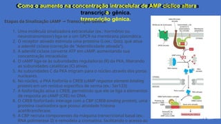 Como o aumento na concentração intracelular de AMP cíclico altera
a
transcrição gênica.
Gláucia M1a9rques
Etapas da Sinalização cAMP Transcrição Gênica:
→
1. Uma molécula sinalizadora extracelular (ex.: hormônio ou
neurotransmissor) liga-se a um GPCR na membrana plasmática.
2. O receptor ativado estimula uma proteína G (ex.: Gαs), que ativa
a adenilil ciclase (correção de "Adentilicidade ativada").
3. A adenilil ciclase converte ATP em cAMP, aumentando sua
concentração intracelular.
4. O cAMP liga-se às subunidades reguladoras (R) da PKA, liberando
as subunidades catalíticas (C) ativas.
5. As subunidades C da PKA migram para o núcleo através dos poros
nucleares.
6. No núcleo, a PKA fosforila o CREB (cAMP response element-binding
protein) em um resíduo específico de serina (ex.: Ser133).
7. A fosforilação ativa o CREB, permitindo que ele se liga a elementos
de resposta ao cAMP (CRE) no DNA.
8. O CREB fosforilado interage com a CBP (CREB-binding protein), uma
proteína coativadora que possui atividade histona
acetiltransferase.
9. A CBP recruta componentes da máquina transcricional basal (ex.:
RNA polimerase II) e remodela a cromatina, facilitando o acesso ao
 
