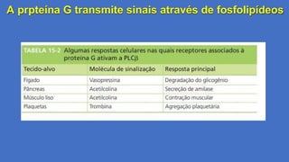 A prpteína G transmite sinais através de fosfolipídeos
 