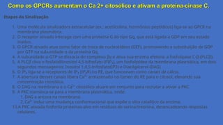 Como os GPCRs aumentam o Ca 2+ citosólico e ativam a proteína-cinase C.
Etapas da Sinalização
1. Uma molécula sinalizadora extracelular (ex.: acetilcolina, hormônios peptídicos) liga-se ao GPCR na
membrana plasmática.
2. O receptor ativado interage com uma proteína G do tipo Gq, que está ligada a GDP em seu estado
inativo.
3. O GPCR ativado atua como fator de troca de nucleotídeos (GEF), promovendo a substituição de GDP
por GTP na subunidade α da proteína Gq.
4. A subunidade α-GTP se dissocia do complexo βγ e ativa sua enzima efetora: a fosfolipase C-β (PLCβ).
5. A PLCβ cliva o fosfatidilinositol 4,5-bifosfato (PIP₂), um fosfolipídeo da membrana plasmática, em dois
segundos mensageiros: Inositol 1,4,5-trifosfato(IP3) e Diacilglicerol (DAG)
6. O IP₃ liga-se a receptores de IP₃ (IP₃R) no RE, que funcionam como canais de cálcio.
7. A abertura desses canais libera Ca²⁺ armazenado no lúmen do RE para o citosol, elevando sua
concentração citosólica.
8. O DAG na membrana e o Ca²⁺ citosólico atuam em conjunto para recrutar e ativar a PKC.
9. A PKC transloca-se para a membrana plasmática, onde:
1. DAG a ancora na membrana.
2. Ca²⁺ induz uma mudança conformacional que expõe o sítio catalítico da enzima.
10.A PKC ativada fosforila proteínas-alvo em resíduos de serina/treonina, desencadeando respostas
celulares.
 