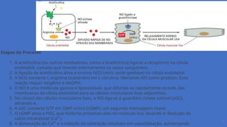 33
Etapas do Processo
1. A acetilcolina (ou outros mediadores, como a bradicinina) liga-se a receptores na célula
endotelial, camada que reveste internamente os vasos sanguíneos.
2. A ligação da acetilcolina ativa a enzima NOS (nitric oxide synthase) na célula endotelial.
3. A NOS converte L-arginina (substrato) em L-citrulina, liberando NO como produto. Essa
reação requer oxigênio e NADPH.
4. O NO é uma molécula gasosa e lipossolúvel, que difunde-se rapidamente através das
membranas da célula endotelial para as células musculares lisas adjacentes.
5. No citosol das células musculares lisas, o NO liga-se à guanilato ciclase solúvel (sGC),
ativando-a.
6. A sGC converte GTP em GMP cíclico (cGMP), um segundo mensageiro chave.
7. O cGMP ativa a PKG, que fosforila proteínas-alvo no músculo liso, levando a: Redução do
cálcio intracelular (Ca²⁺).
8. A diminuição do Ca²⁺ e a inibição da contração resultam em vasodilatação, aumentando
 