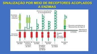 SINALIZAÇÃO POR MEIO DE RECEPTORES ACOPLADOS
A ENZIMAS
35
 