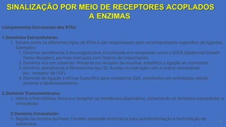 SINALIZAÇÃO POR MEIO DE RECEPTORES ACOPLADOS
A ENZIMAS
36
Componentes Estruturais dos RTKs:
1.Domínios Extracelulares:
1. Variam entre os diferentes tipos de RTKs e são responsáveis pelo reconhecimento específico de ligantes.
Exemplos:
1. Domínio semelhante à imunoglobulina: Encontrado em receptores como o EGFR (Epidermal Growth
Factor Receptor), permite interação com fatores de crescimento.
2. Domínio rico em cisteínas: Presente no receptor de insulina, estabiliza a ligação ao hormônio.
3. Domínio semelhante à fibronectina tipo III: Auxilia na interação com a matriz extracelular
(ex.: receptor de FGF).
4. Domínio de ligação a efrina: Específico para receptores Eph, envolvidos em orientação celular
durante o desenvolvimento.
2.Domínio Transmembrana:
1. Hélice α hidrofóbica: Ancora o receptor na membrana plasmática, conectando os domínios extracelular e
intracelular.
3.Domínio Intracelular:
1. Região da tirosina quinase: Contém atividade enzimática para autofosforilação e fosforilação de
substratos.
 