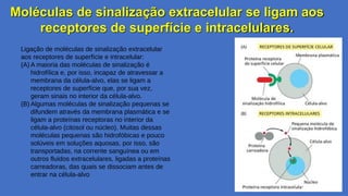 Moléculas de sinalização extracelular se ligam aos
receptores de superfície e intracelulares.
Gláucia Ma4rques
Ligação de moléculas de sinalização extracelular
aos receptores de superfície e intracelular:
(A) A maioria das moléculas de sinalização é
hidrofílica e, por isso, incapaz de atravessar a
membrana da célula-alvo, elas se ligam a
receptores de superfície que, por sua vez,
geram sinais no interior da célula-alvo.
(B) Algumas moléculas de sinalização pequenas se
difundem através da membrana plasmática e se
ligam a proteínas receptoras no interior da
célula-alvo (citosol ou núcleo). Muitas dessas
moléculas pequenas são hidrofóbicas e pouco
solúveis em soluções aquosas, por isso, são
transportadas, na corrente sanguínea ou em
outros fluidos extracelulares, ligadas a proteínas
carreadoras, das quais se dissociam antes de
entrar na célula-alvo
 